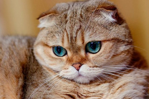 Odmiany i opisy kotów z dużymi oczami Odmiany i opisy kotów z dużymi oczami